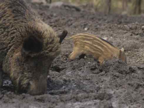 动物世界：山寨还是原创之四