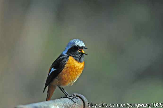 雄性北红尾鸲（30）