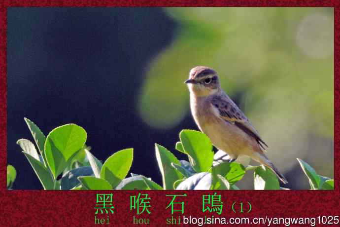 北京天坛公园的鸟类——黑喉石鵖鸟（1）