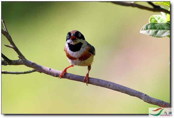 纤细的红头长尾山雀