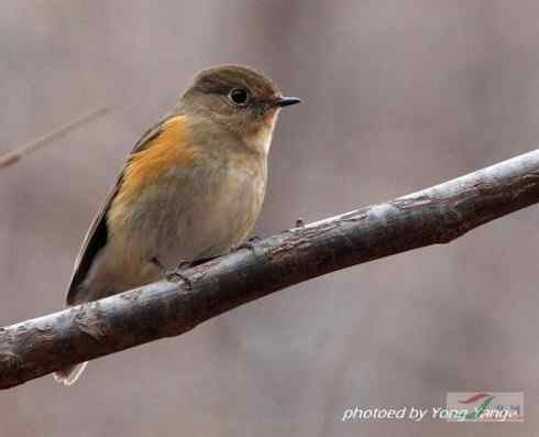 红胁蓝尾鸲和黑喉石脊鸟 红胁蓝尾鸲和黑喉石脊鸟