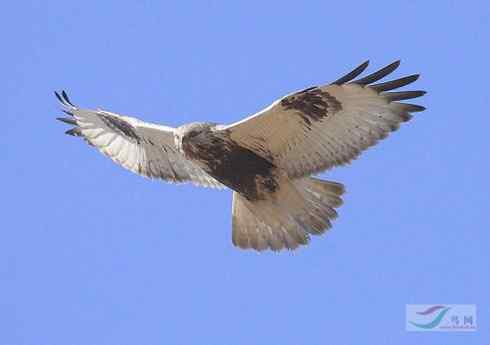 鵟的百变羽色——浅灰型