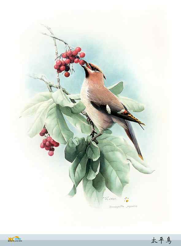 鸟类绘画