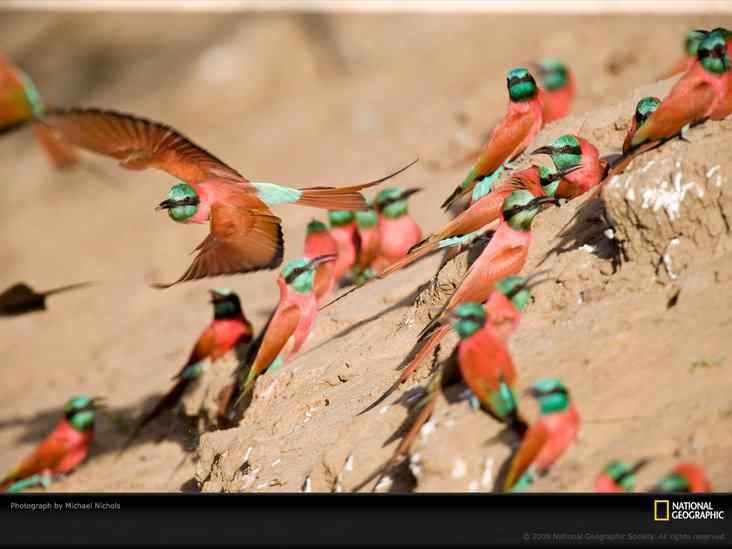 美国国家地理经典鸟类摄影图片精选