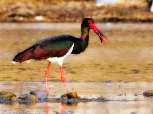 猎奇：奇特的鸟喙之六