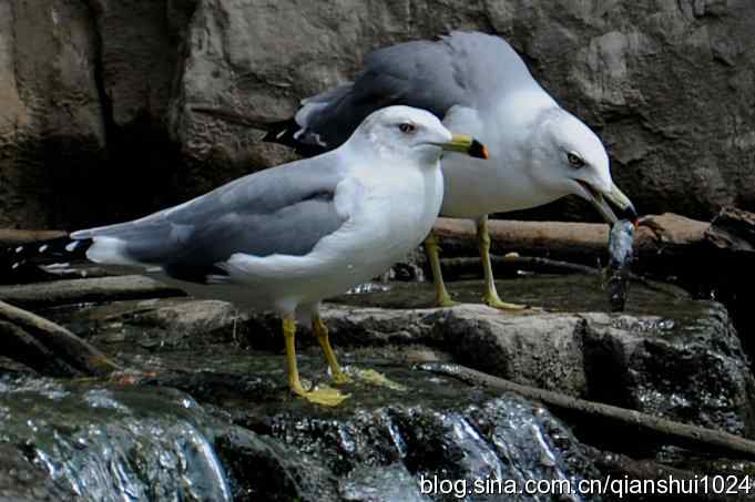 两只黑尾鸥(水禽湖)