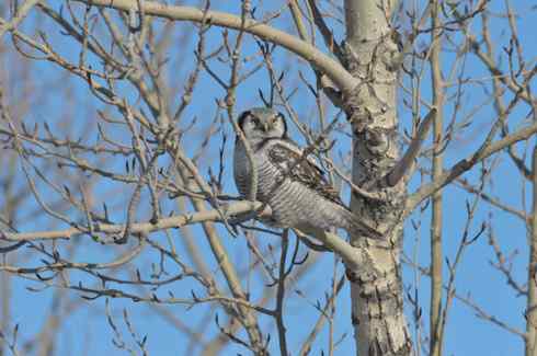 大炮对准大庆猛鸮