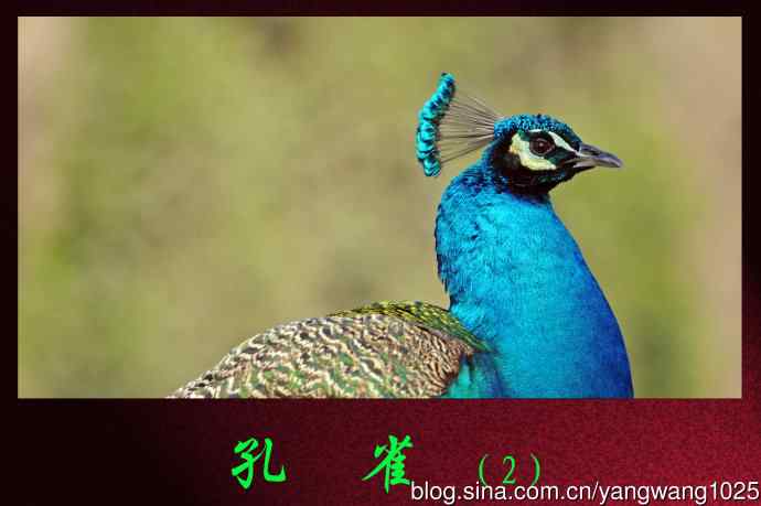 北京麋鹿苑的鸟类——孔雀（2）