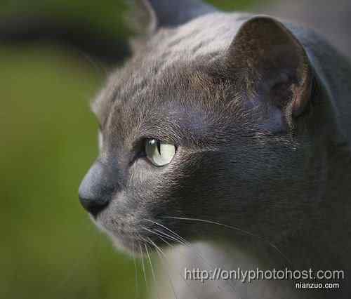 [组图]欣赏动物的眼睛