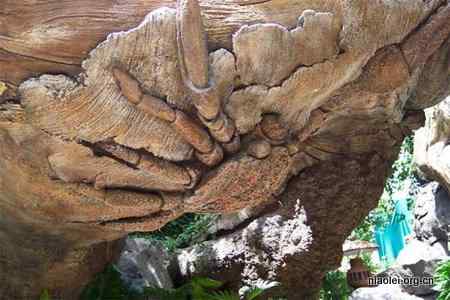 [组图]迪斯尼生命之树