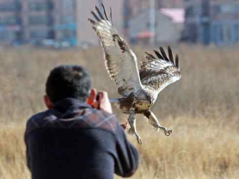 观鸟摄影之趣——人与鵟