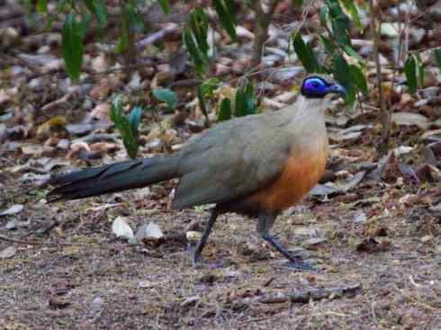 奇特的盔:大犀鹃 奇特的盔:大犀鹃
