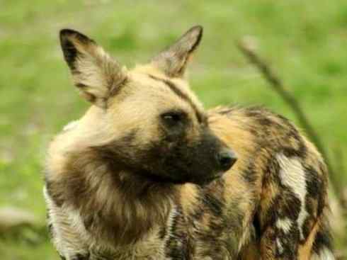 独角兽：传说的兽原型探秘（霍加狓）