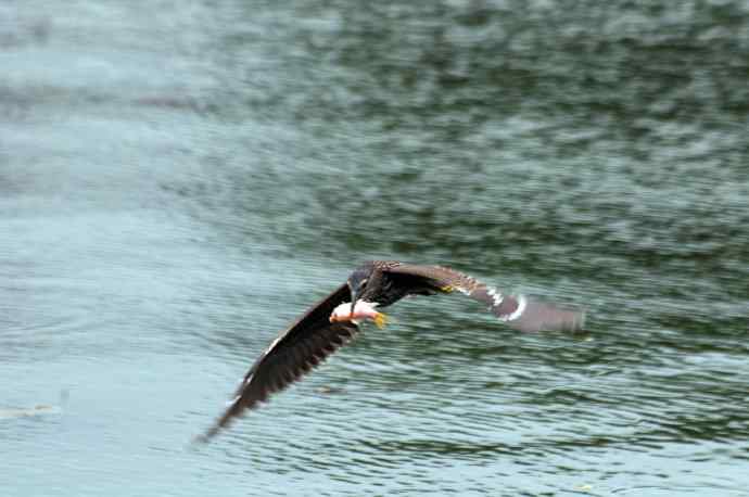 北海也有夜鹭飞(记实版) 北海也有夜鹭飞(记实版)