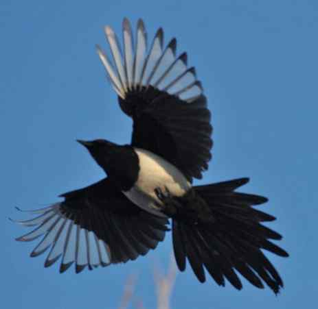 林甸的冬天——冰天雪地的鸟儿