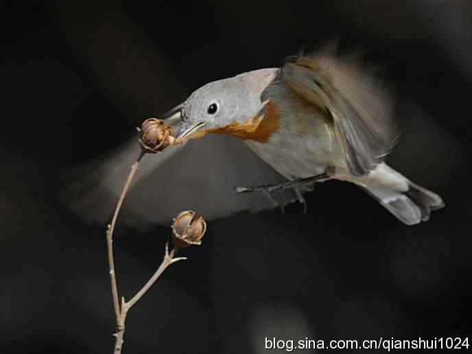 不愁吃喝的小鸟.红胸姬鹟(圆明园)