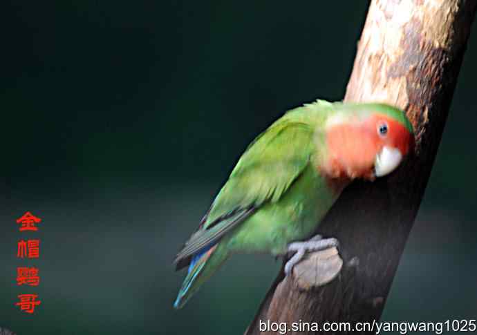 杂片(鸟儿) 杂片(鸟儿)
