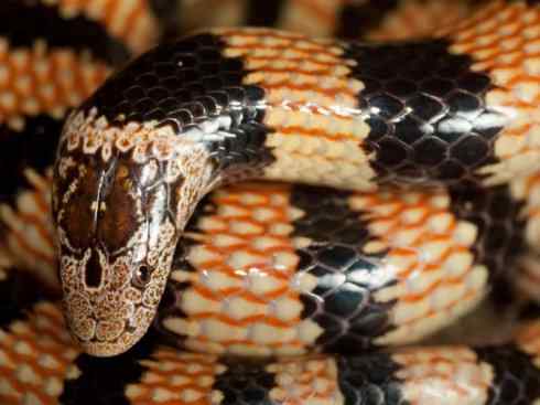 龙：传说的兽原型探秘（澳洲眼睛蛇类）