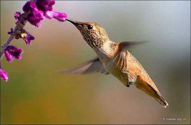 20张最美丽的蜂鸟图片