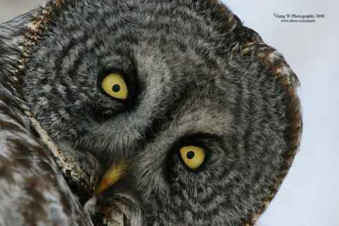 猫头鹰乌林鸮的”雷达系统”