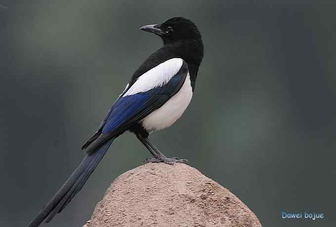 白河六月几只鸟　