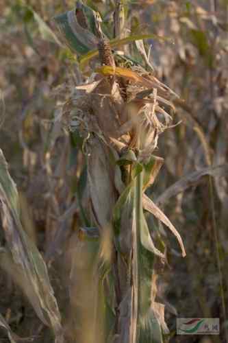 人鸟争食：白头鹤跟农民打游击战，凿食玉米