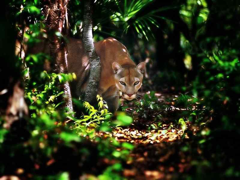 好看的动物图片(4) 好看的动物图片(4)
