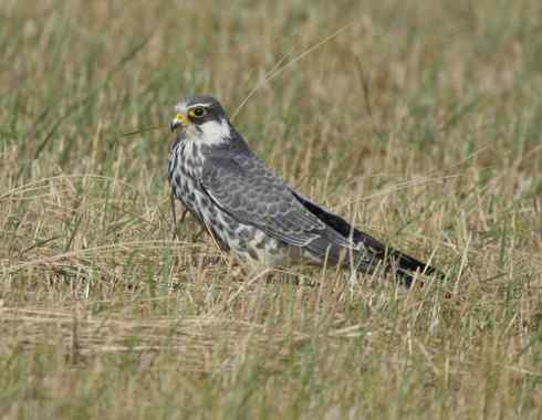 林甸草原上的阿穆尔隼 林甸草原上的阿穆尔隼