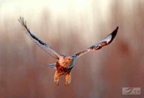 黄昏中的毛脚狂