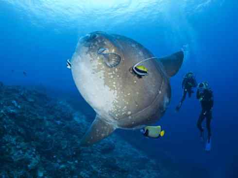 鱼类活化石：矛尾鱼