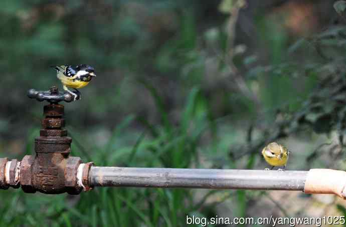 黄腹山雀（13）