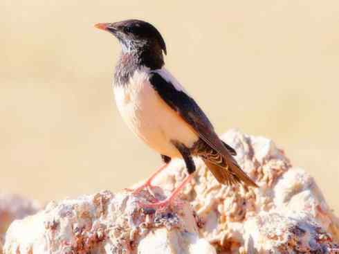 家禽驯化之源之二十三 家禽驯化之源之二十三