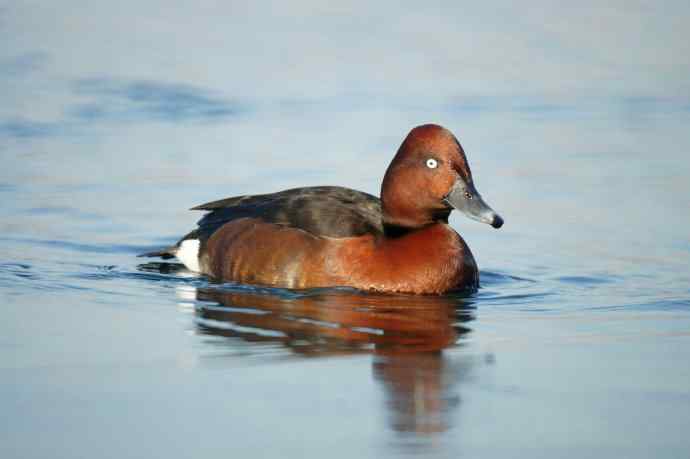 可爱的白眼 可爱的白眼