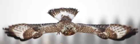 [组图]毛脚鵟飞翔的英姿