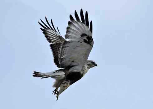 观赏猛鸮 红隼 白尾鹞