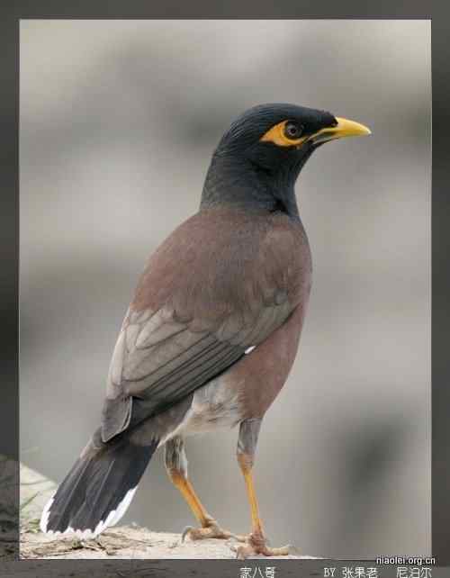 [组图]尼泊尔鸟类奇旺国家公园