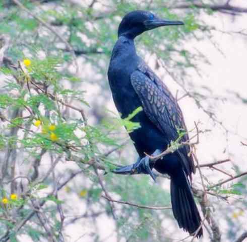 家禽驯化之源之四