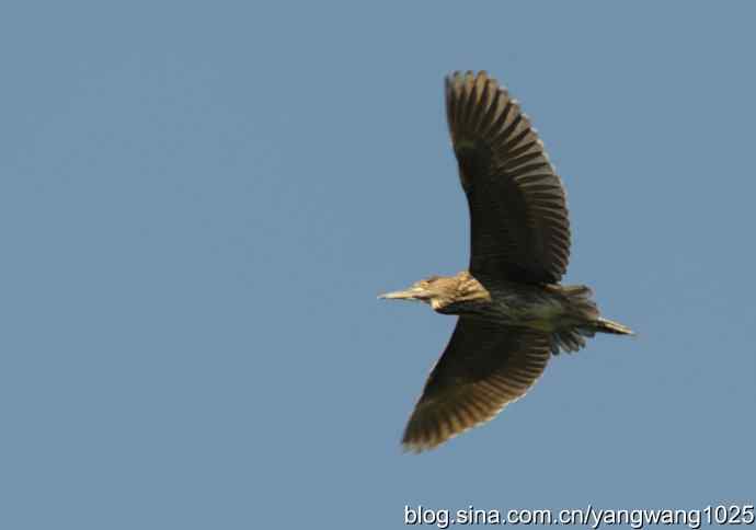 飞（夜鹭） wbr3