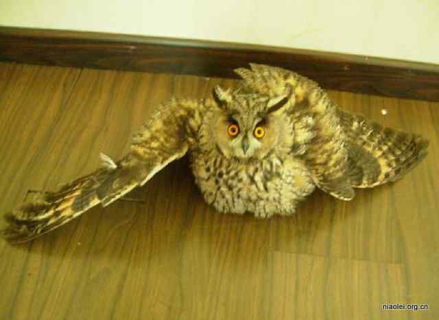 网友放生猫头鹰