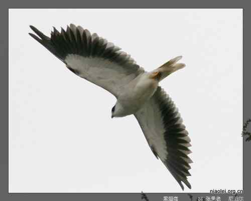 [组图]尼泊尔鸟类奇旺国家公园