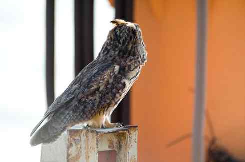 长耳鸮组图欣赏