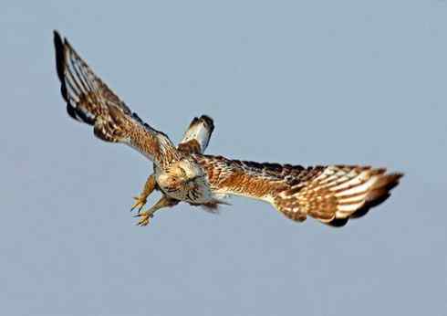 2008，鵟野之冬电视连续剧