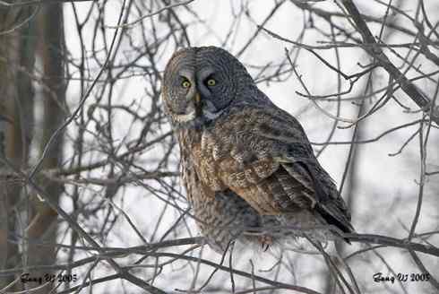 乌林鸮居住的环境