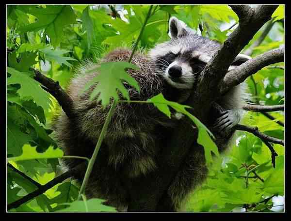 动物世界图片(下) 动物世界图片(下)