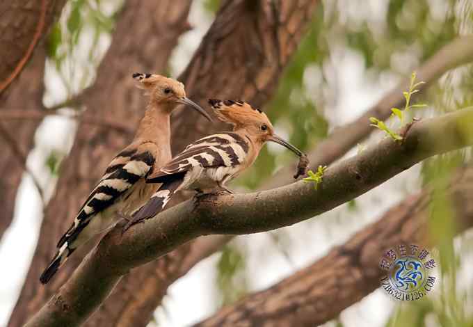 首次拍到戴胜奇观（组图，20张图片）