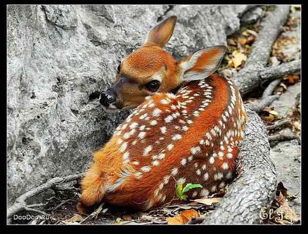 动物世界图片(下) 动物世界图片(下)