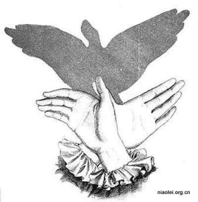 各种动物的手影