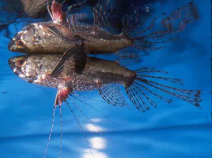 鱼类活化石:齿蝶鱼 鱼类活化石:齿蝶鱼