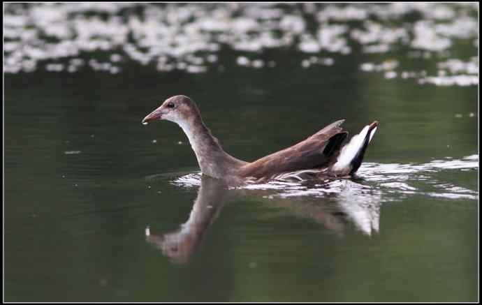 青年黄苇鳽和青年黑水鸡