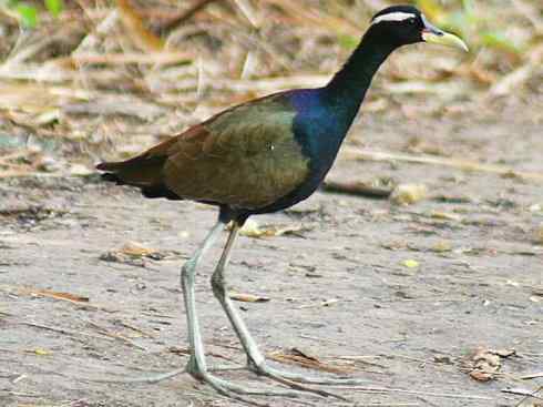 奇特的盔：非洲雉鸻